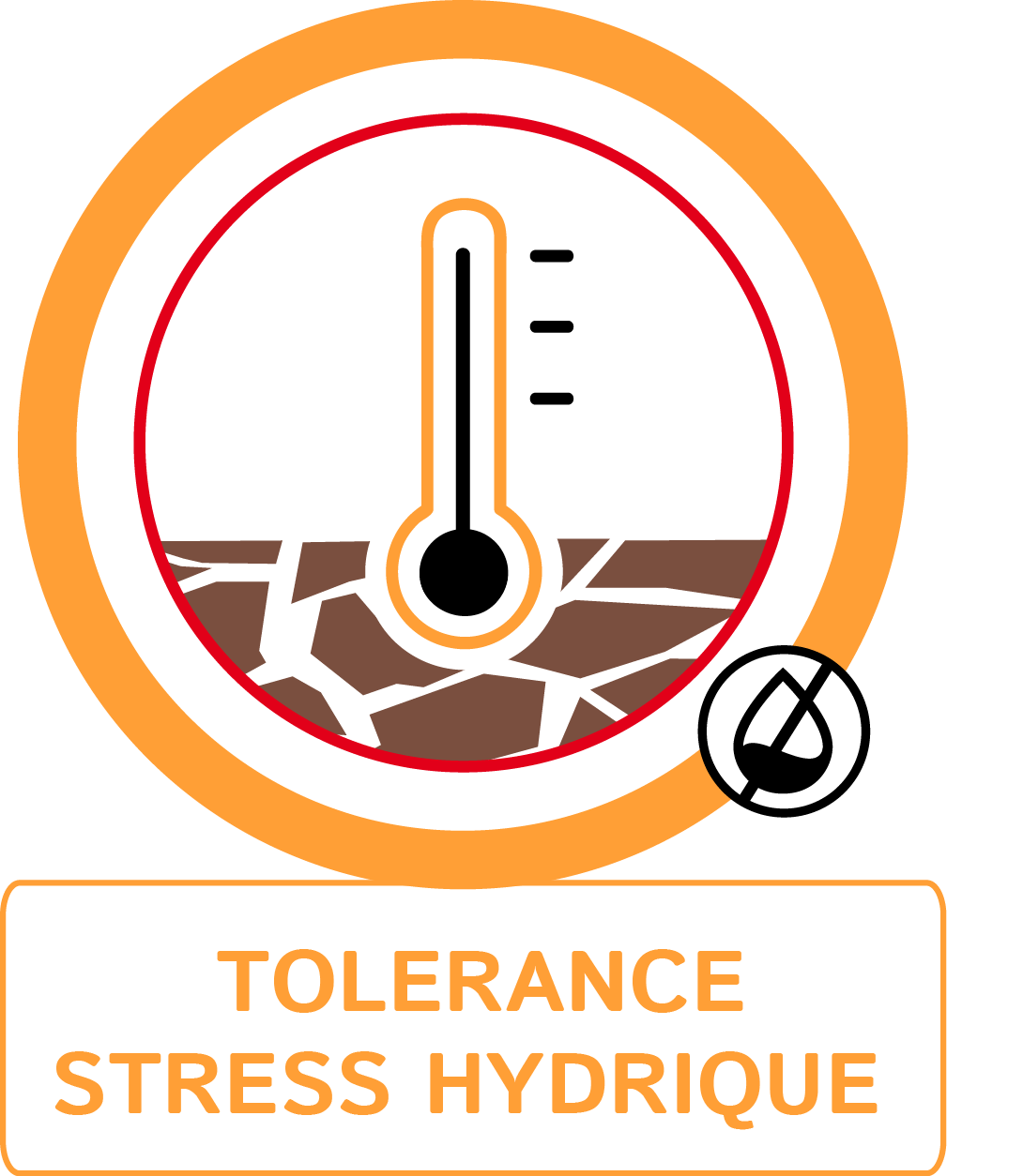 Tolérance stress hydrique