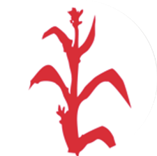 mais_ensilage.png