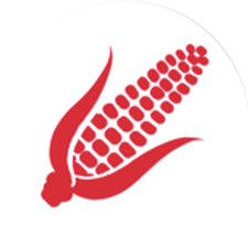 mais_grain.png