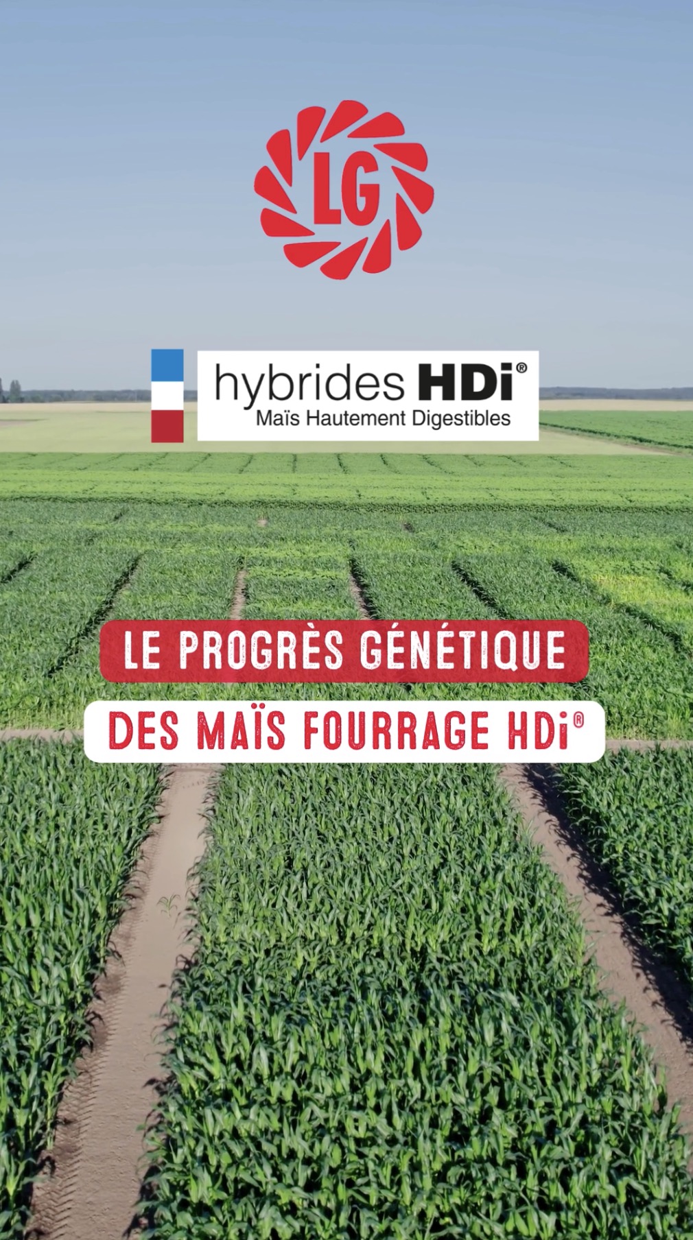 Focus sur l’évolution des maïs fourrage HDi®