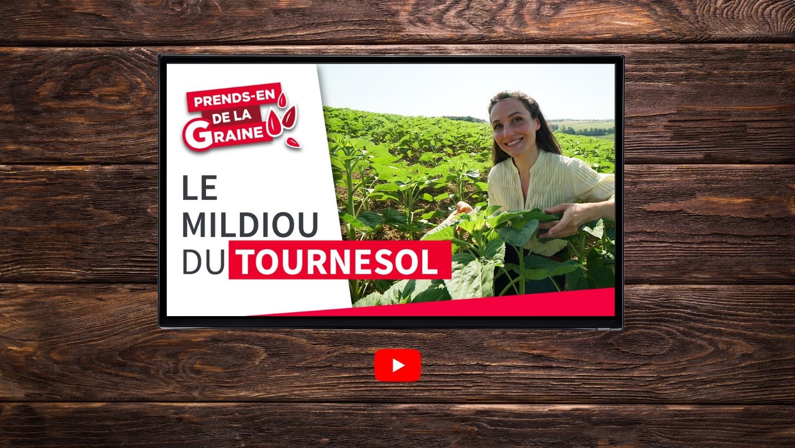 Culture du tournesol et mildiou : comment combattre la maladie ?