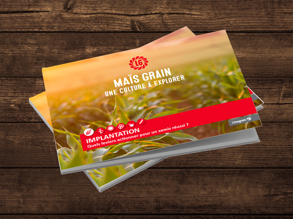 Maïs grain