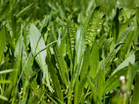Plantain_fourrager