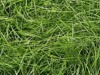 Ray-grass anglais