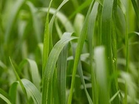 Ray-grass d'Italie non alternatif