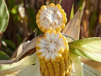 Maïs grain LG 31.224