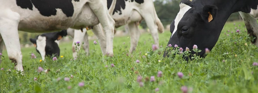 Vaches laitières Prim’Holstein pâturage Visuel