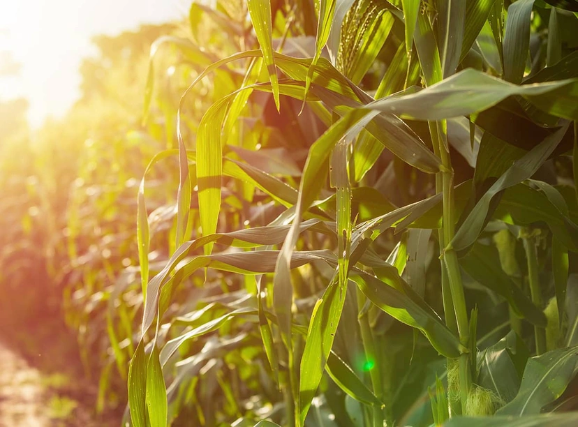 Maïs fourrage pour ensilage Visuel