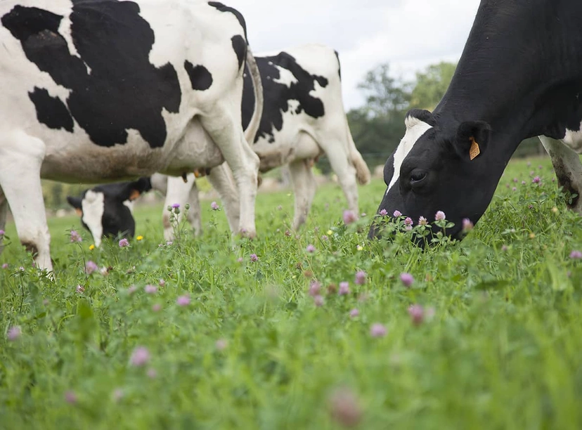 Vaches laitières Prim’Holstein pâturage Visuel