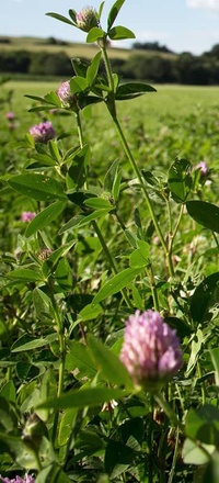 Fourragères