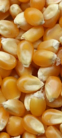 Blé bio