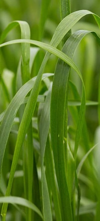 Fourragères ray-grass italie