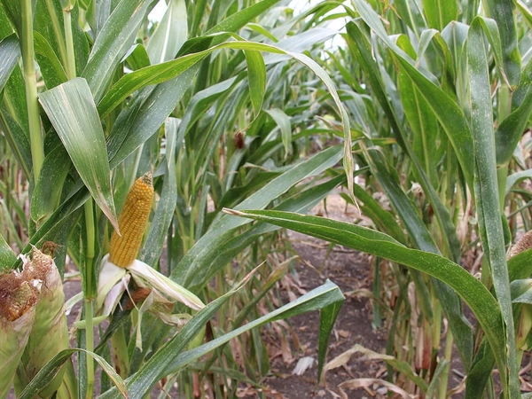 Semences maïs grain Bio