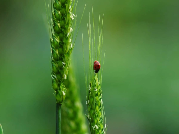 Semences Blé Bio