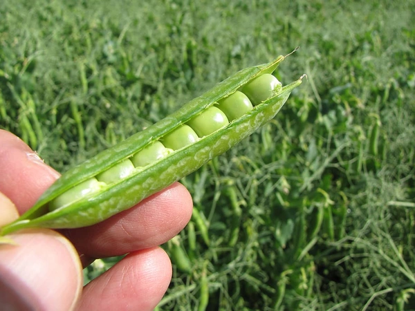 Semences de Pois Protéagineux