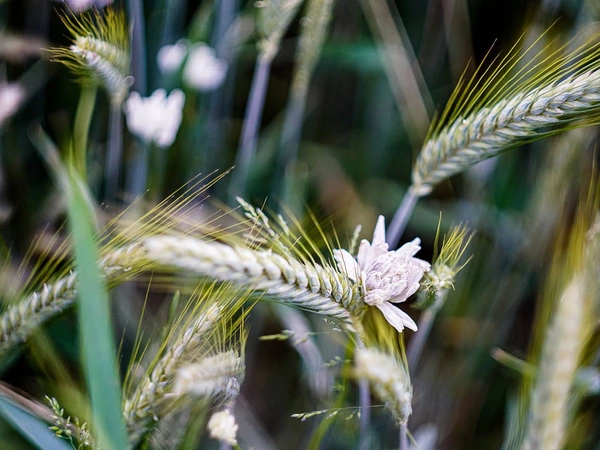 Semences Triticale Bio