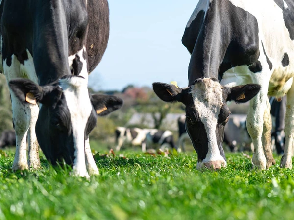 Semences Fourragères inférieures à 12 mois