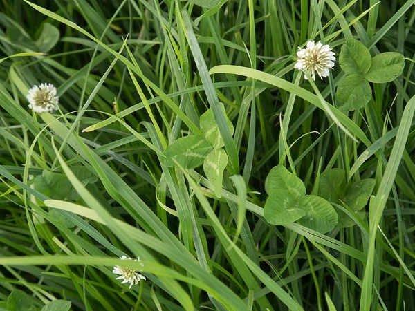 Semences Composition Prairiale supèrieur à 3  ans
