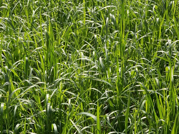 Semences Fourragères Brome