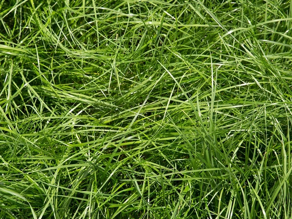Semences Ray-Grass Anglais
