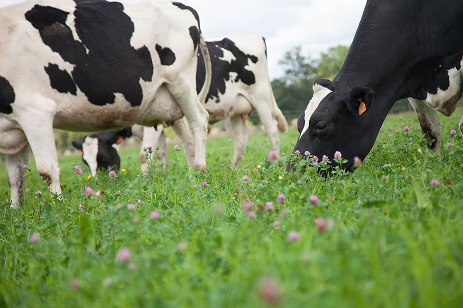 Mélanges prairies Bio : la performance génétique végétale