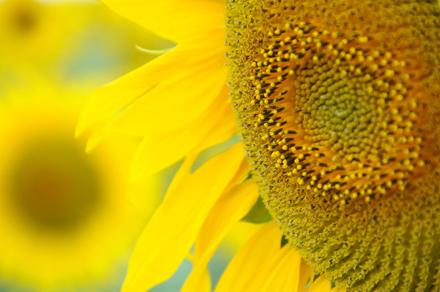 Tournesol bio 2026 : des rendements pénalisés par le climat
