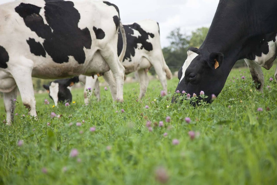 Exploiter les prairies, gisements de protéines