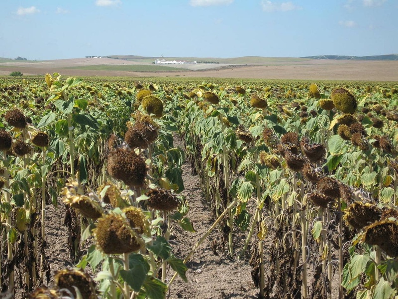 Comment améliorer la tolérance du tournesol à la sécheresse ?