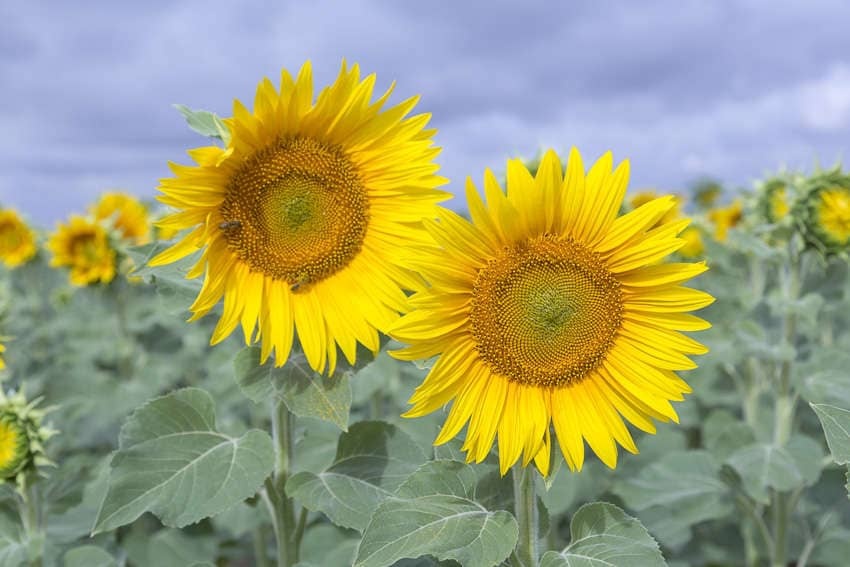 Comment réussir le désherbage de son tournesol ?