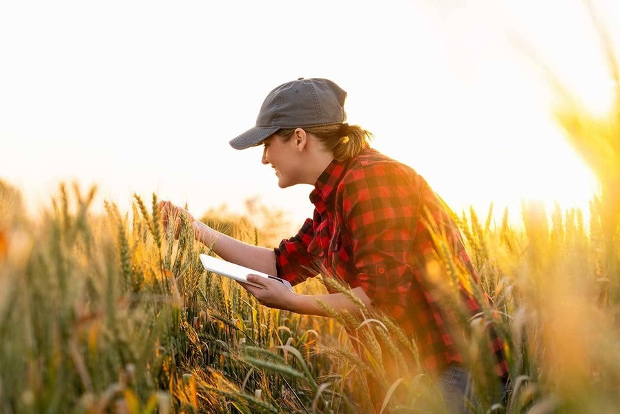 Culture des céréales : comment les réussir ?