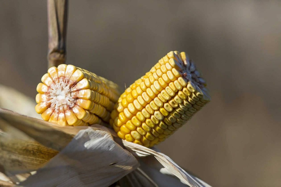 Connaître les débouchés du maïs grain