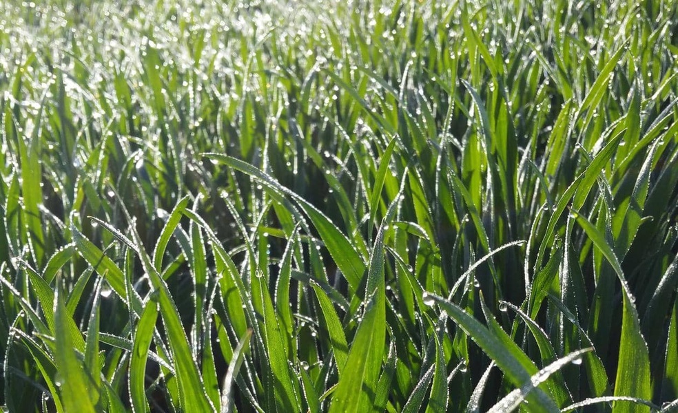 Gérer le risque de gel des céréales en sortie d’hiver