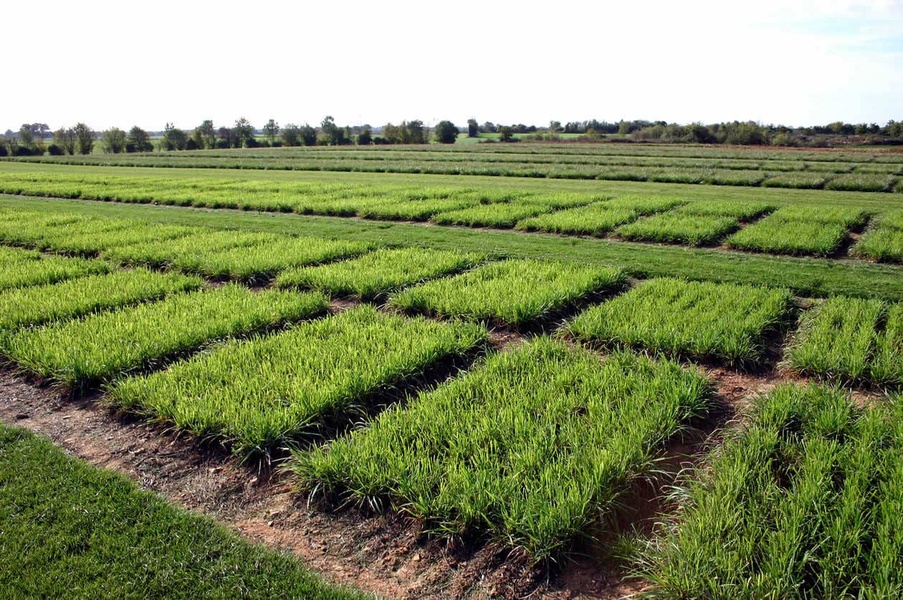 Le rendement : critère de choix notable des variétés fourragères