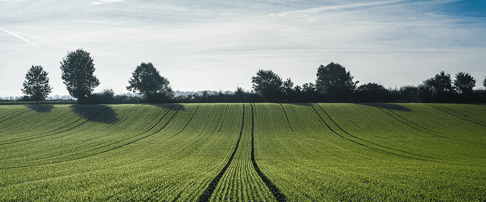 Chlortoluron sur blé, vérifier la tolérance de la variété