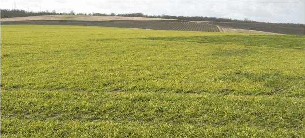 Parcelles contaminées par les mosaïques, quelles céréales implanter ?