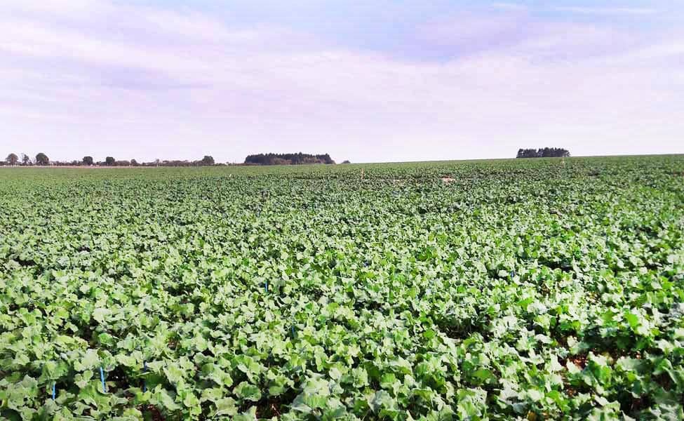 Les leviers génétiques qui assurent une bonne implantation colza