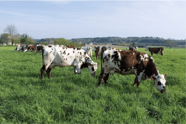 Comment gérer ses prairies en conditions de sécheresse ? 