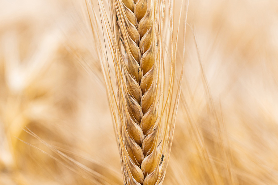 Céréales à paille Bio : satisfaire aux exigences de la filière