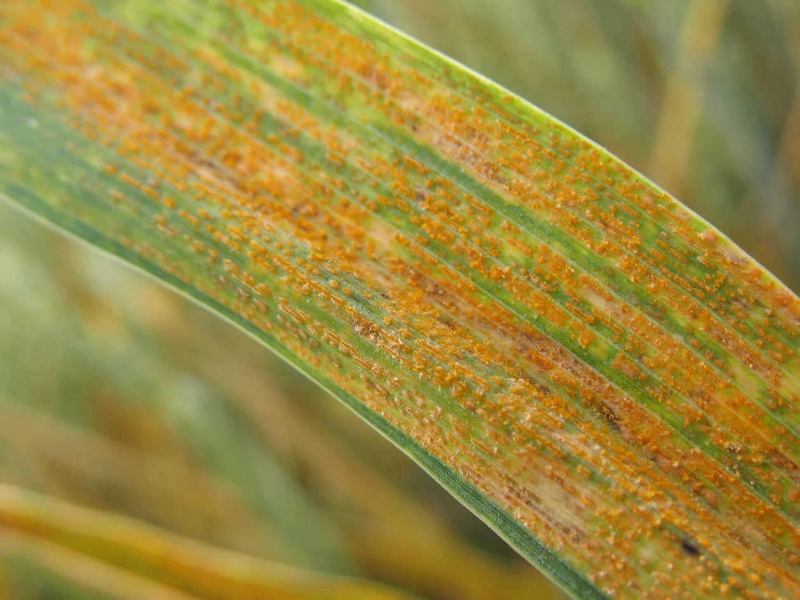 Quelles sont les principales maladies du blé ?