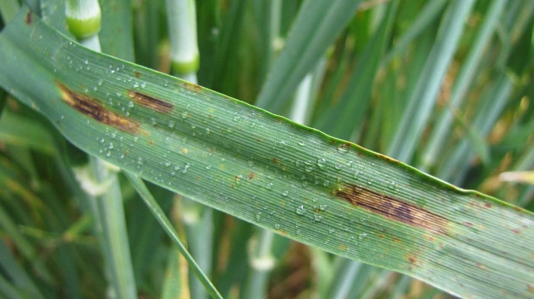 Maladies des orges : comment les reconnaître et les maîtriser ? 