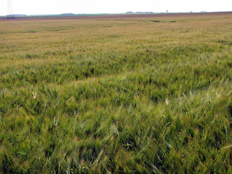 Peut-on semer des orges de printemps à l'automne ?