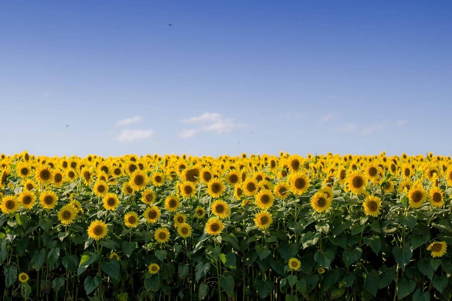 Terres Inovia et LG s’unissent autour de la culture du tournesol