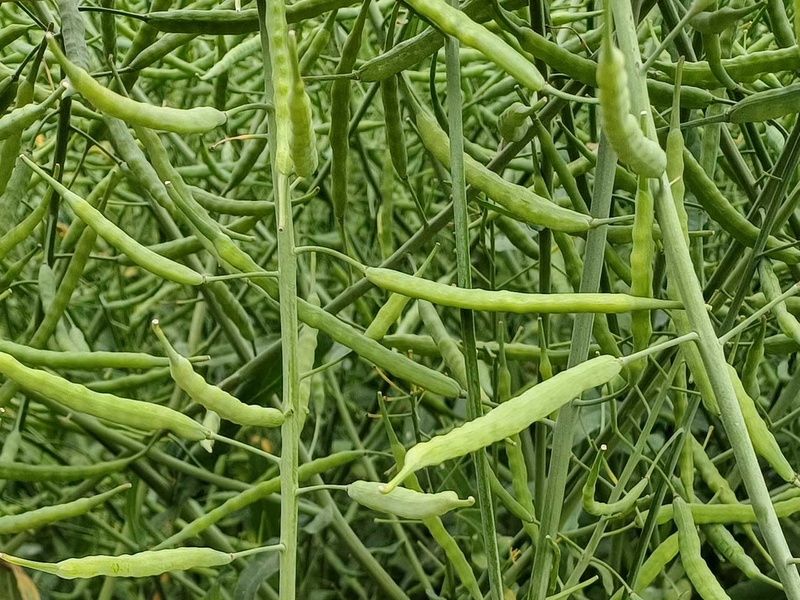 Colza Bio : une résilience face aux ravageurs