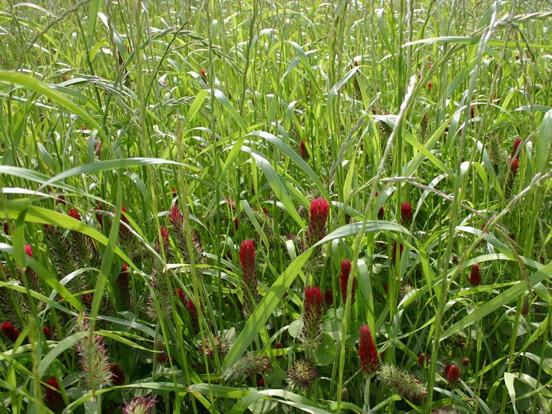Couvrir son sol en bio : bénéfices ou prises de risque ?