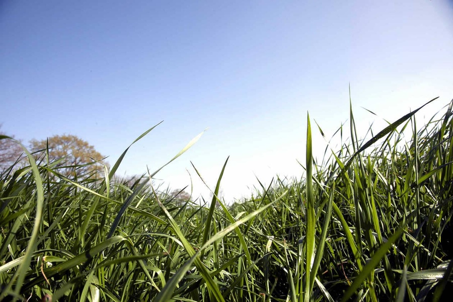 Diversifier ses prairies pour une production toute l’année