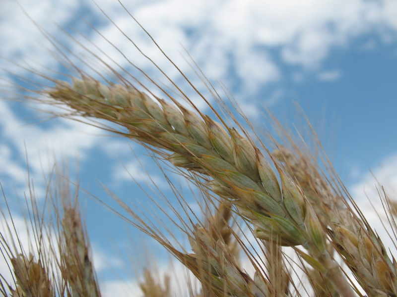 Rendement du triticale : conseils et solutions de LG Seeds