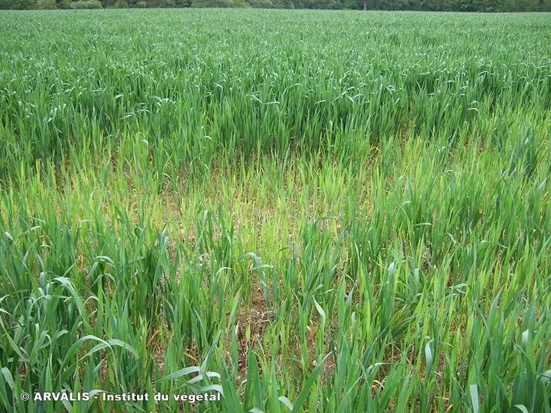 Piétin-échaudage : maîtriser cette maladie par une stratégie culturale rigoureuse