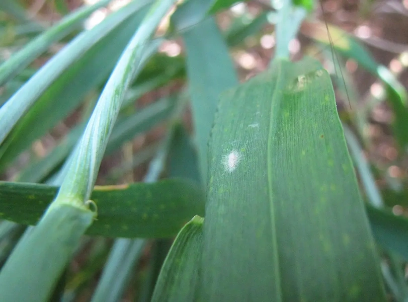 L’oïdium des céréales : tout ce que vous devez savoir