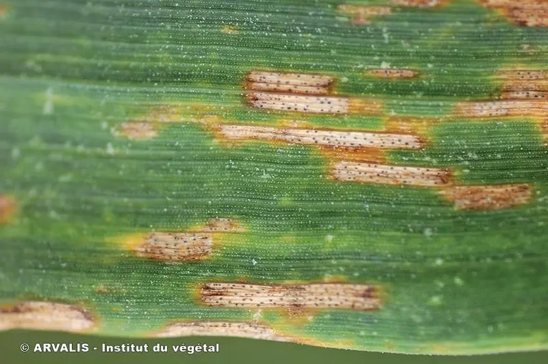 La septoriose du blé : tout ce que vous devez savoir
