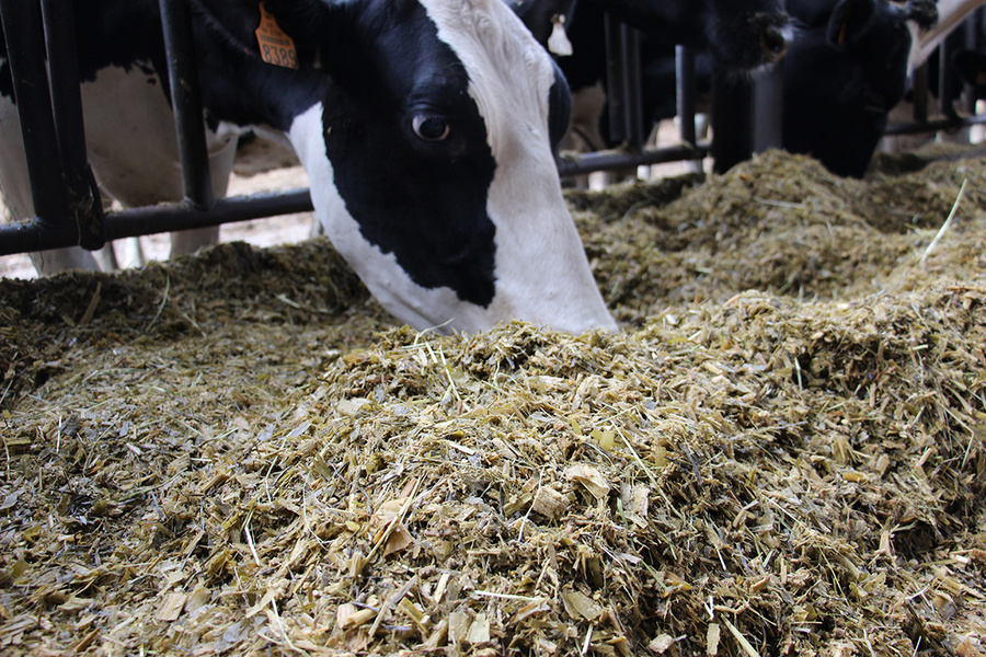 Cru Maïs Ensilage 2025 : valeurs alimentaires des maïs fourrage
